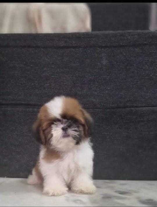Shih Tzu For Sale In Gurgaon
