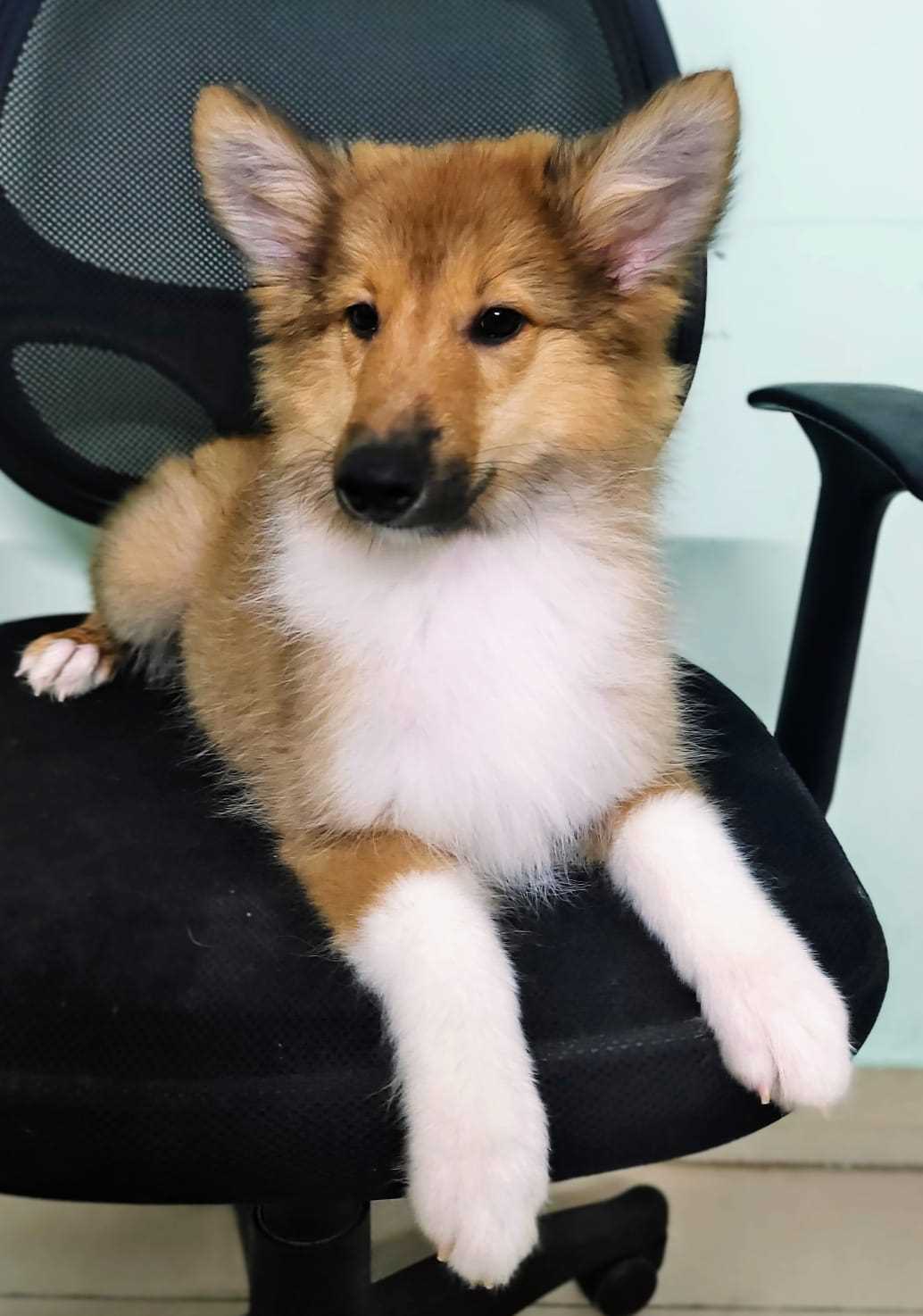 Rough Collie For Sale In Delhi