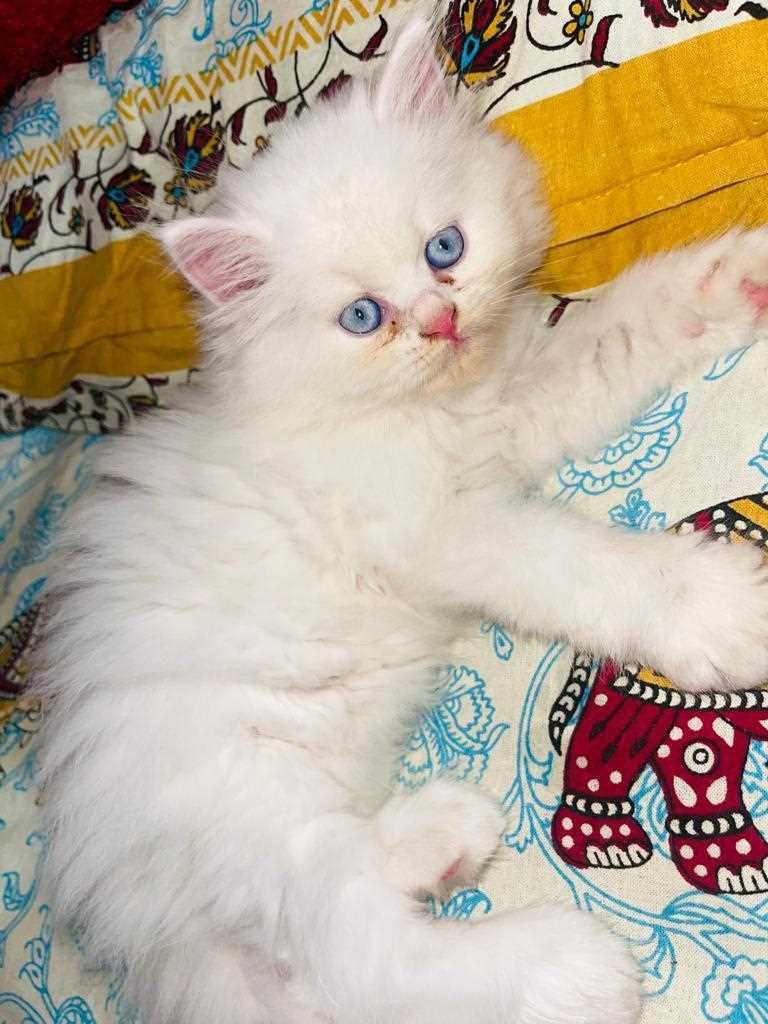 Persian For Sale In Jalandhar