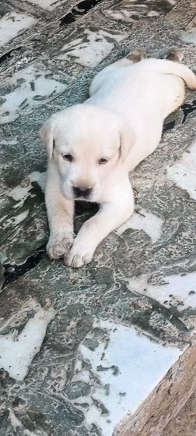 Labrador Retriever For Sale In Panaji