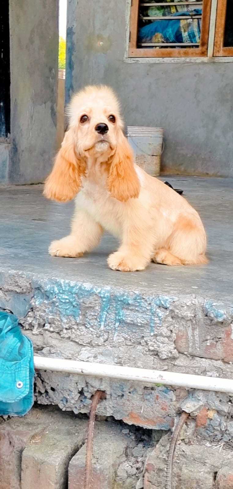 Cocker Spaniel For Sale In Pune