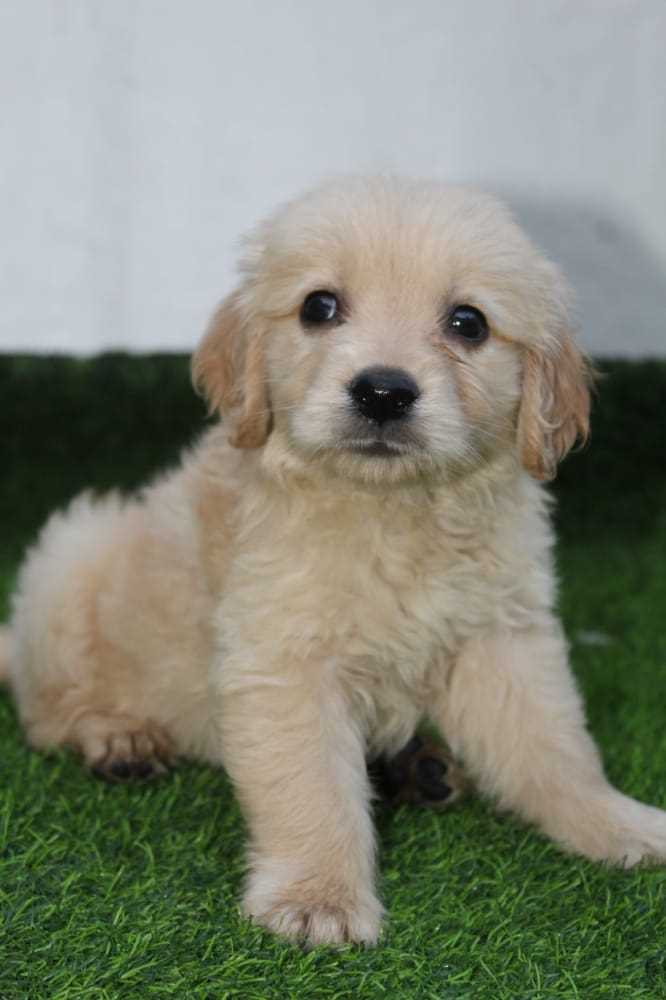 Golden Retriever For Sale In Gandhinagar
