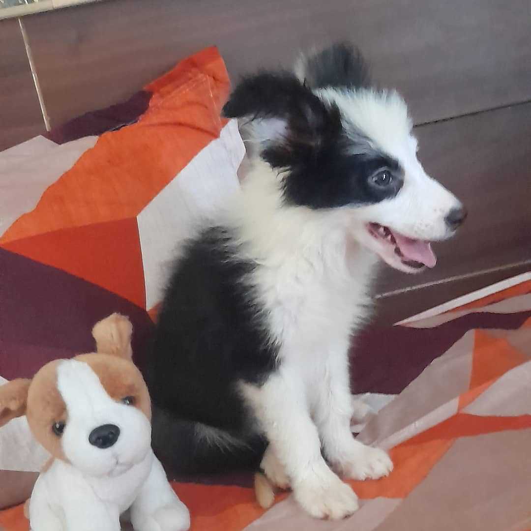 Border Collie For Sale In Delhi