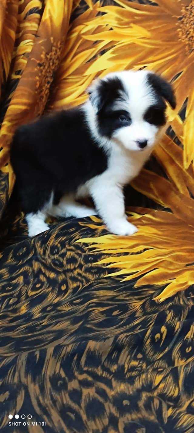 Border Collie For Sale In Delhi