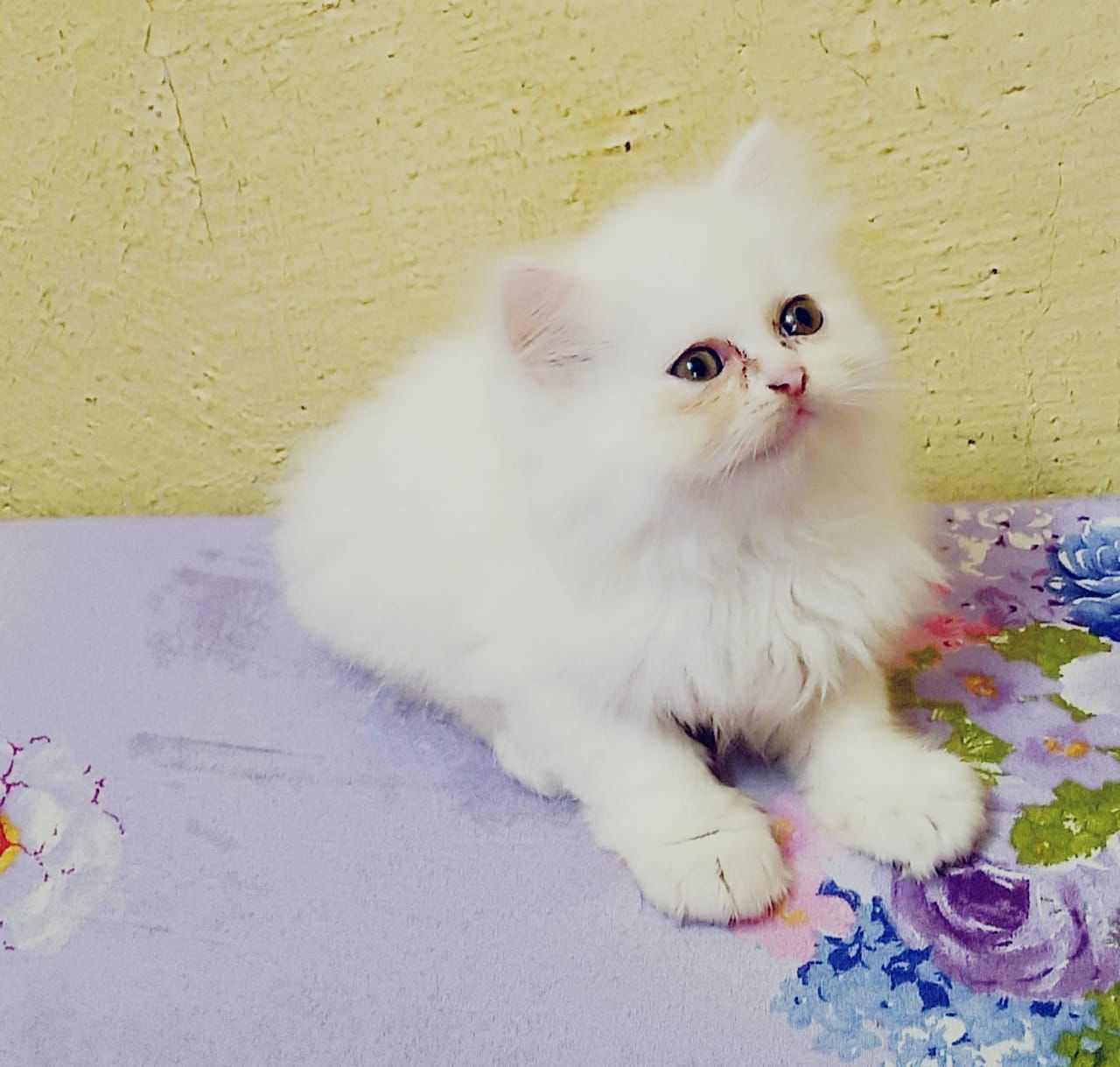 Persian For Sale In Surat