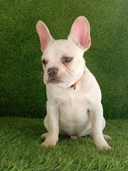 French Bulldog For Sale In Hyderabad