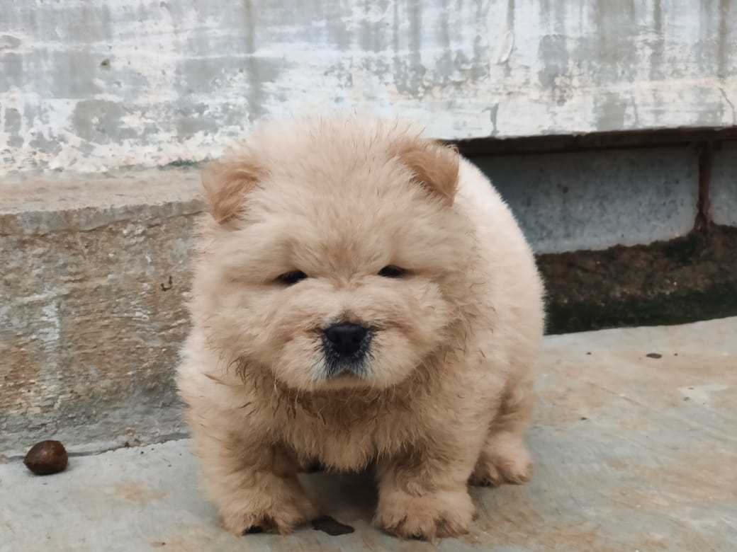 Chow Chow For Sale In Jaipur