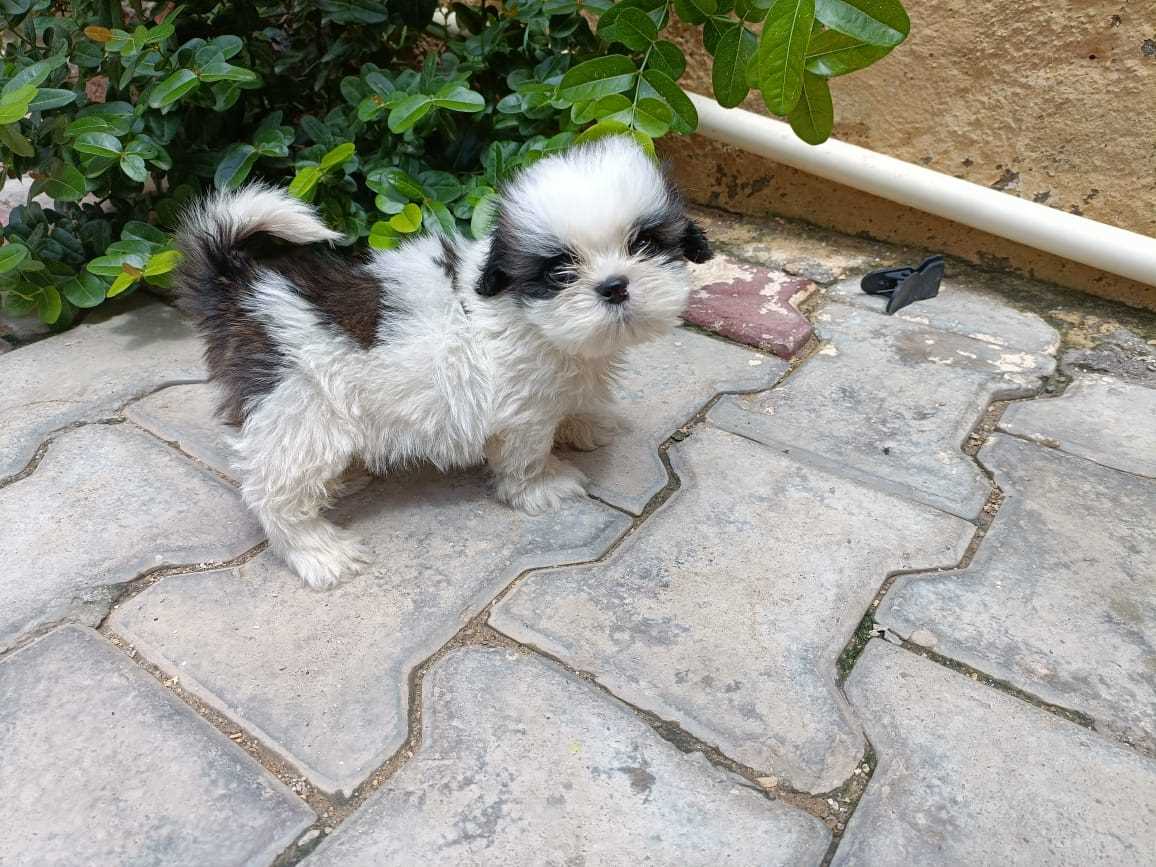Shih Tzu For Sale In Panaji