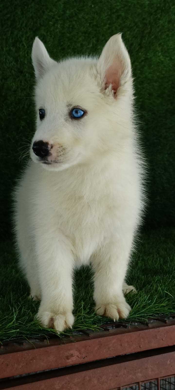 Siberian Husky For Sale In Bhopal