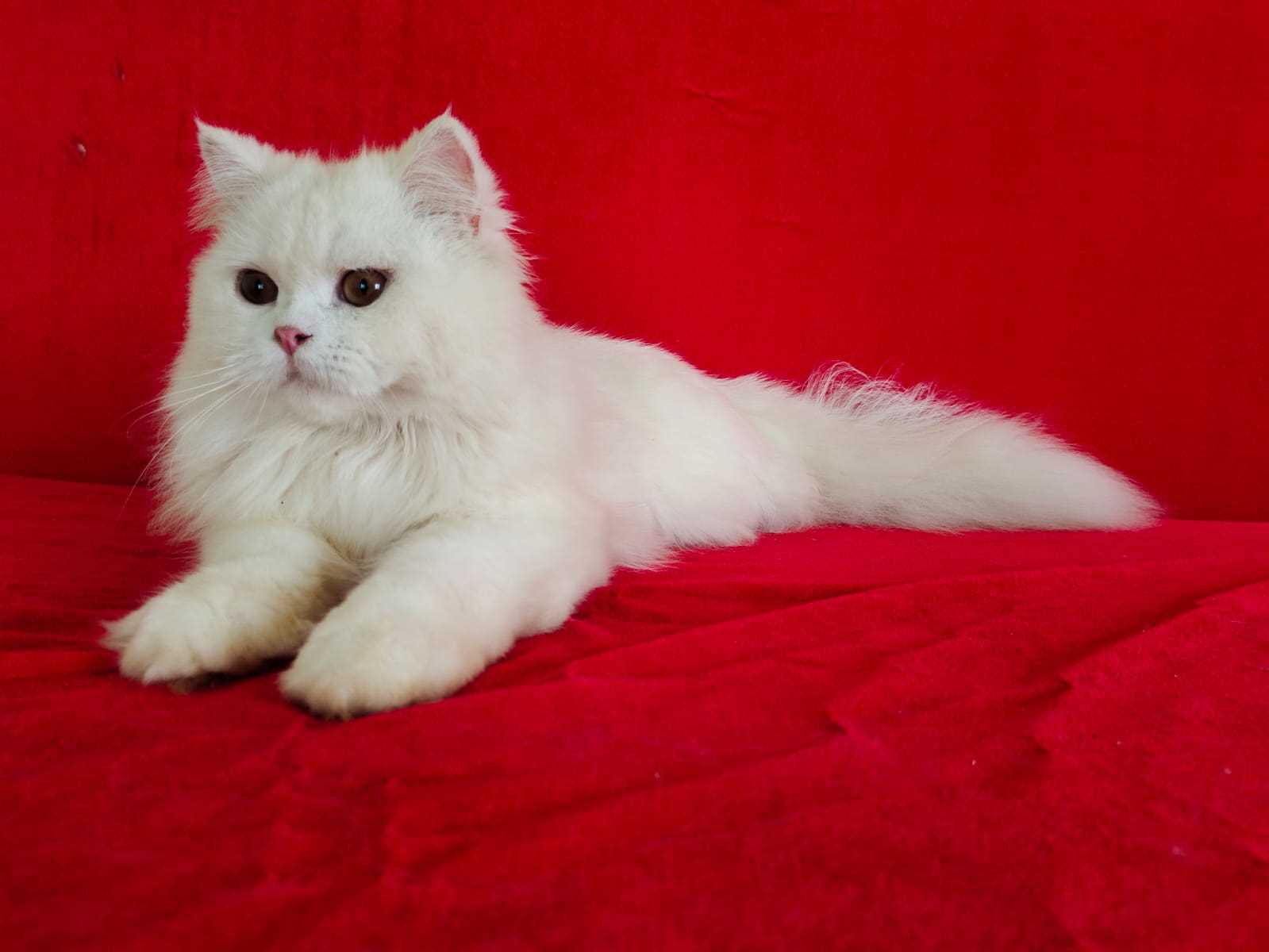 Persian For Sale In Vadodara