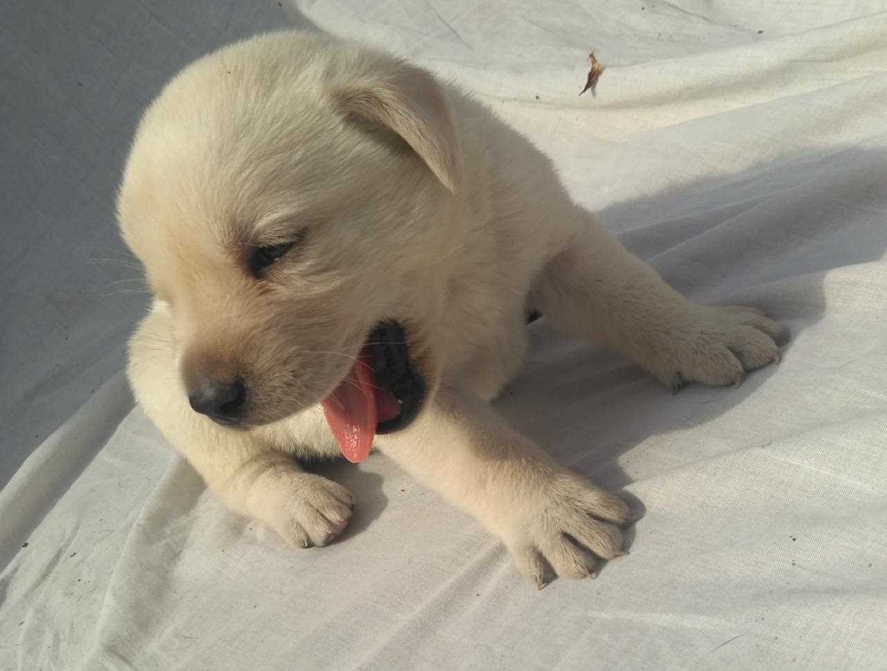 Labrador Retriever For Sale In Delhi