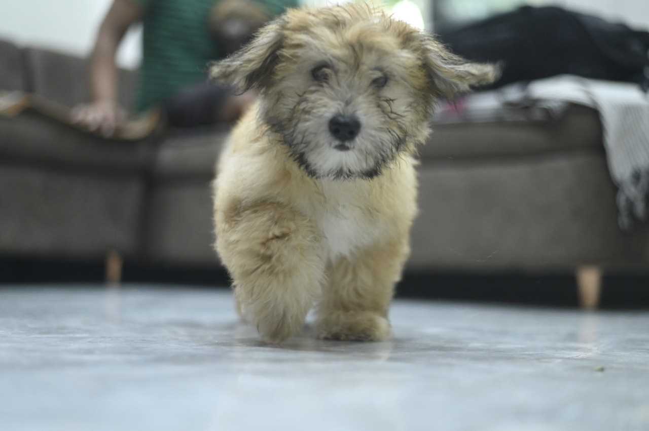 Lhasa Apso For Sale In Mumbai