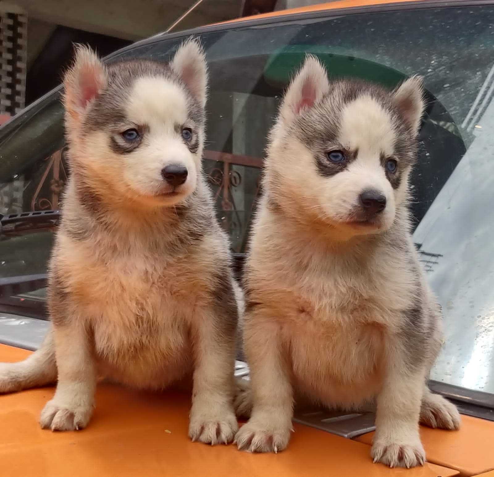 Siberian Husky For Sale In Bhopal