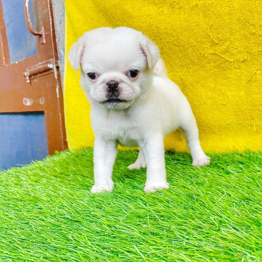 Pug For Sale In Gandhinagar