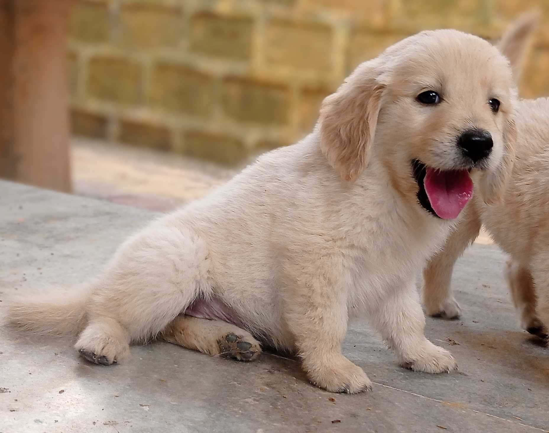 Golden Retriever For Sale In Gandhinagar