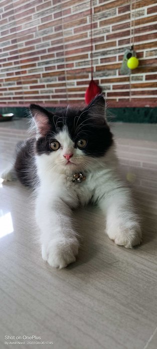 Persian For Sale In Vadodara