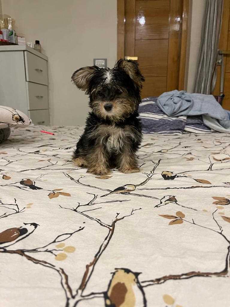 Yorkshire Terrier For Sale In Delhi