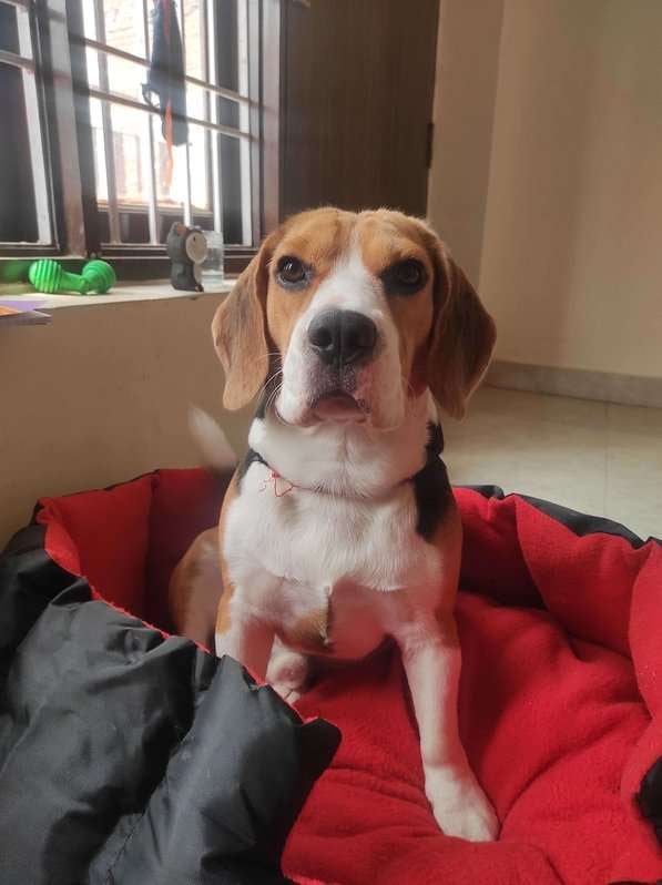 Beagle Dogs For Mating In Delhi