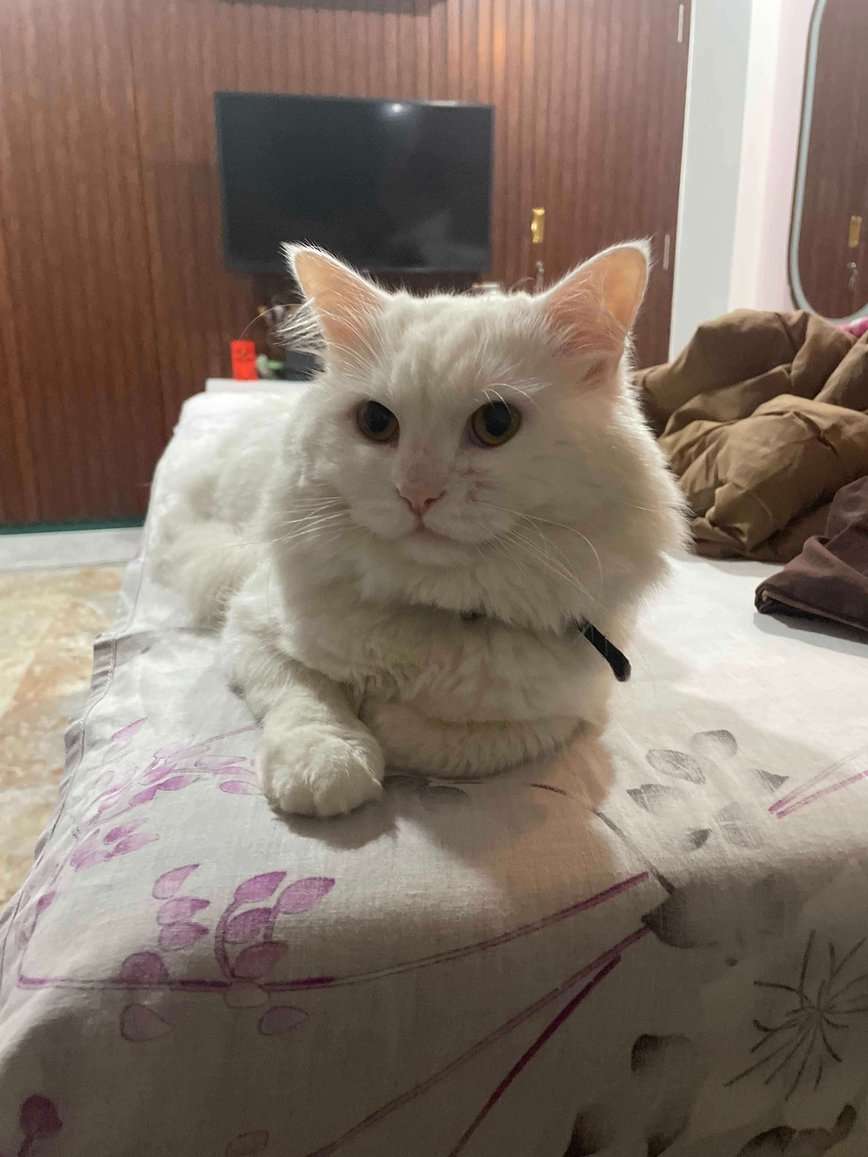 Persian Dogs For Mating In Thane