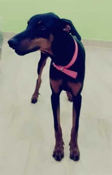 Doberman Dogs For Mating In Chennai