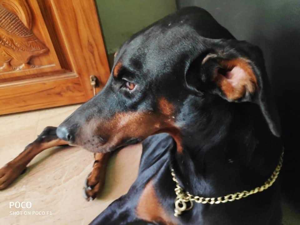 Doberman Dogs For Mating In Chennai