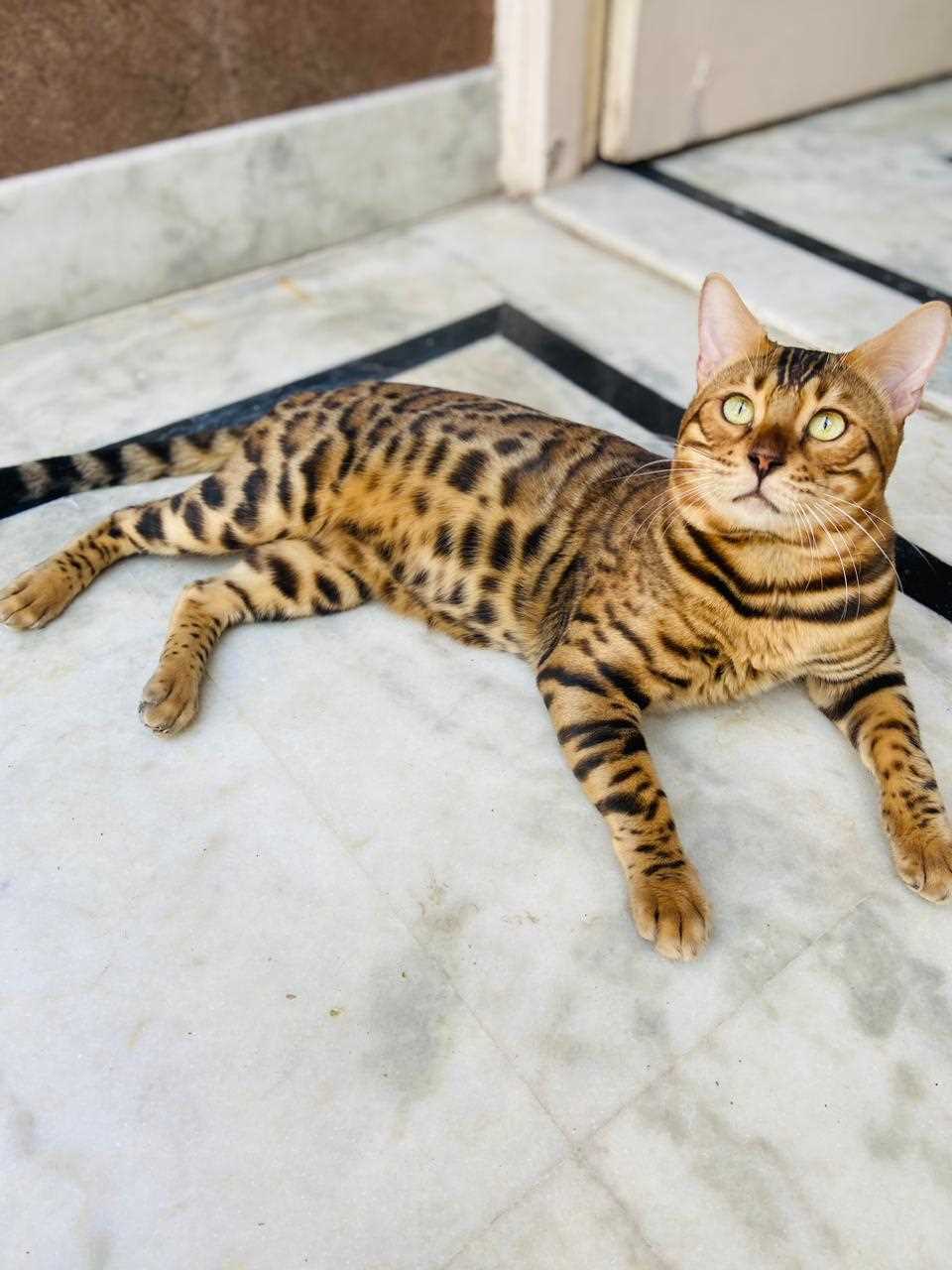 Bengal For Sale In Delhi