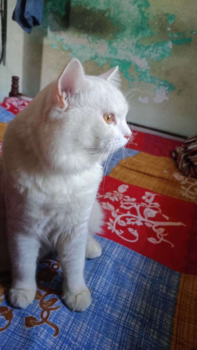 Persian For Sale In Nellore