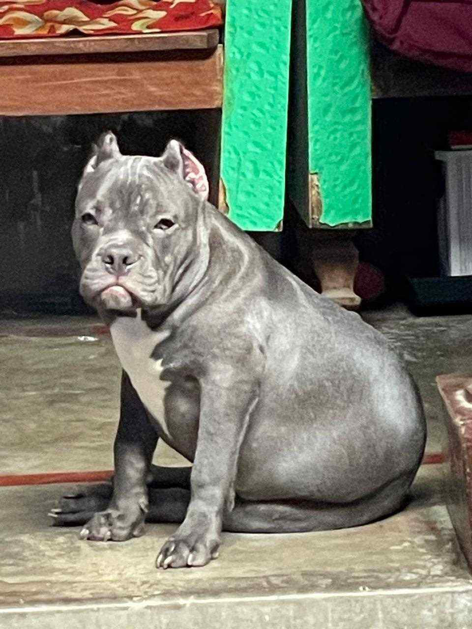 American Bully For Sale In Patna