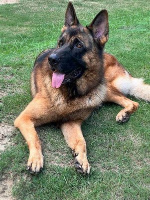 German Shepherd Dogs For Mating In Delhi
