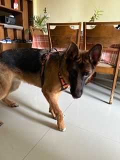 German Shepherd For Adoption In Patiala
