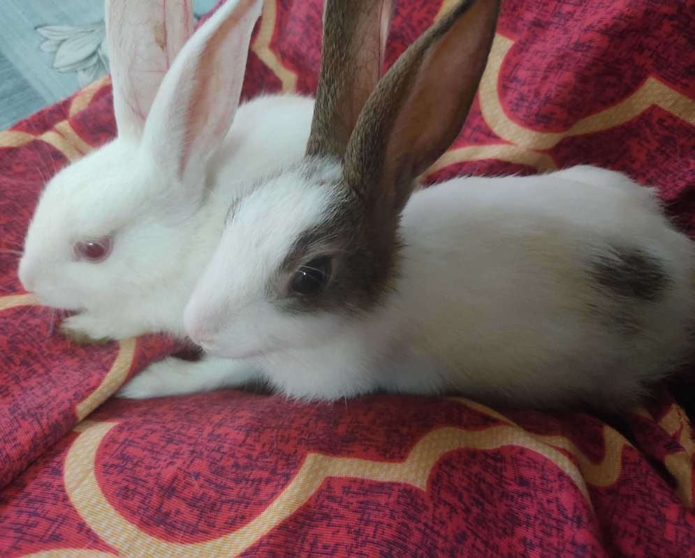Rabbits For Adoption In Jaipur
