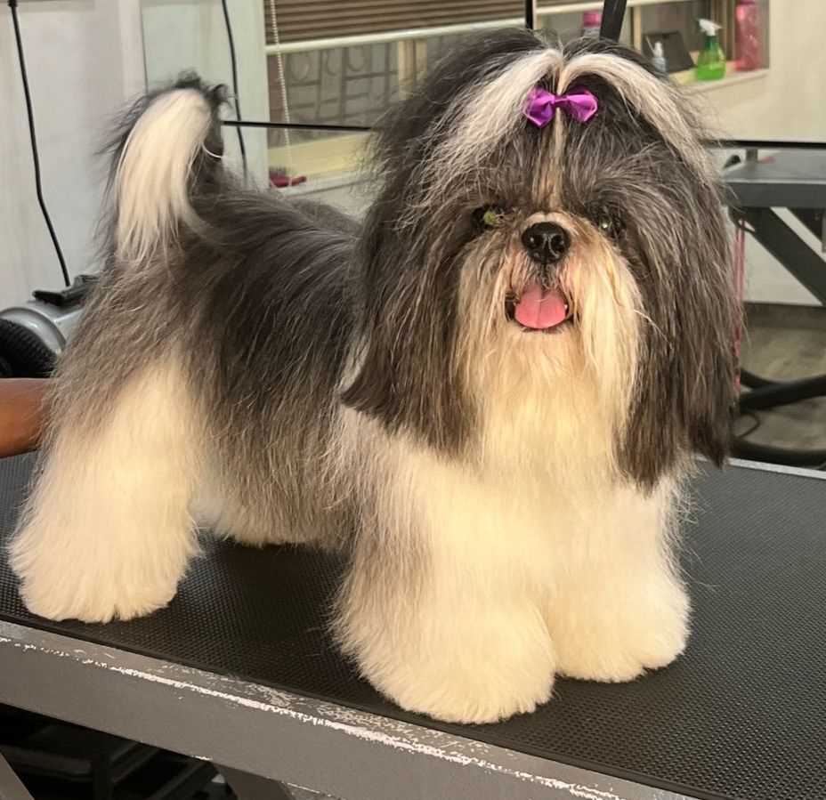 Shih Tzu Dogs For Mating In Mumbai