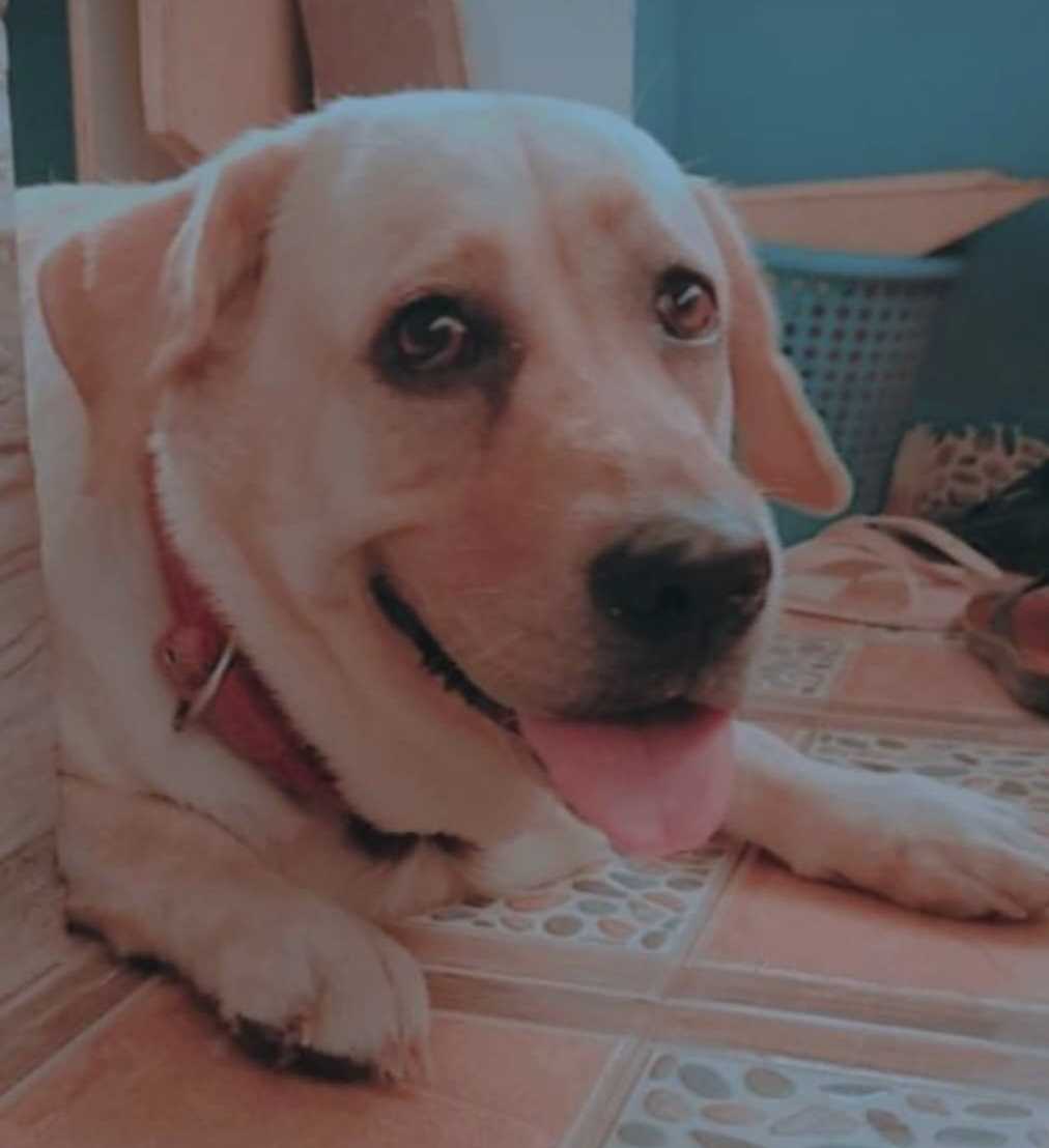 Labrador Retriever Dogs For Mating In Chennai