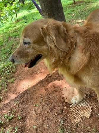 Golden Retriever Dogs For Mating In Bangalore