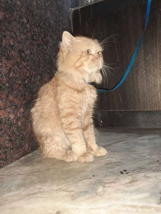 Persian Dogs For Mating In Hyderabad