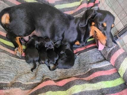 Dachshund For Sale In Hanumangarh