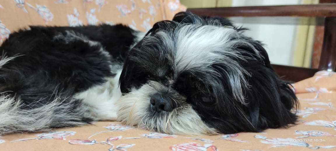 Shih Tzu Dogs For Mating In Guntur