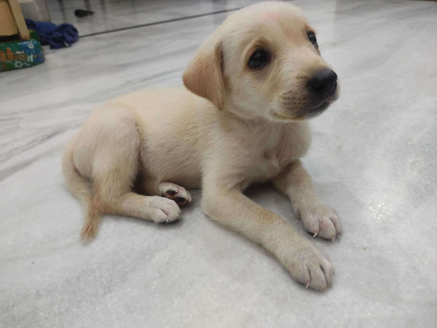 Labrador Retriever For Sale In Jaipur