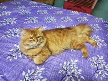 Persian Dogs For Mating In Hyderabad