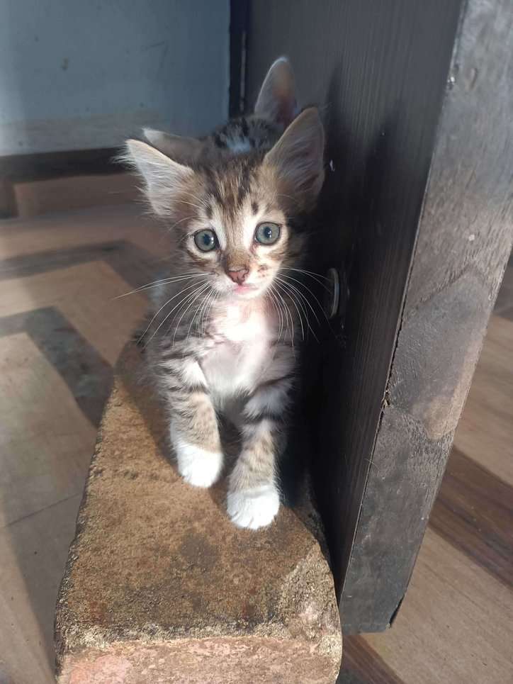 Indian Breed For Adoption In Jabalpur