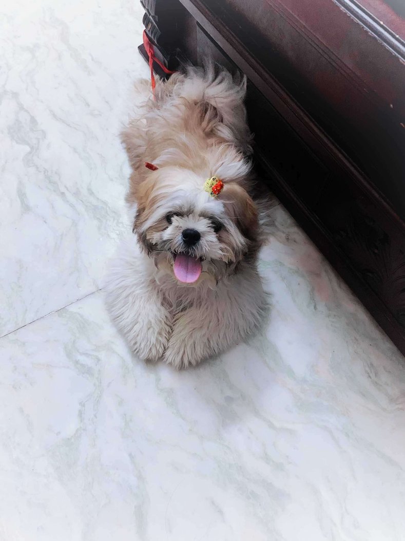 Shih Tzu Dogs For Mating In Chennai