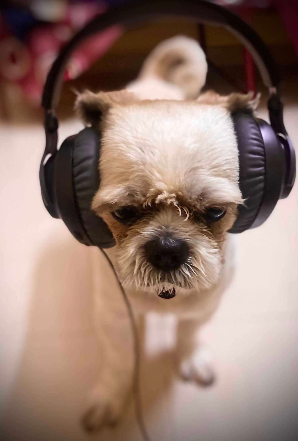 Shih Tzu Dogs For Mating In Chennai
