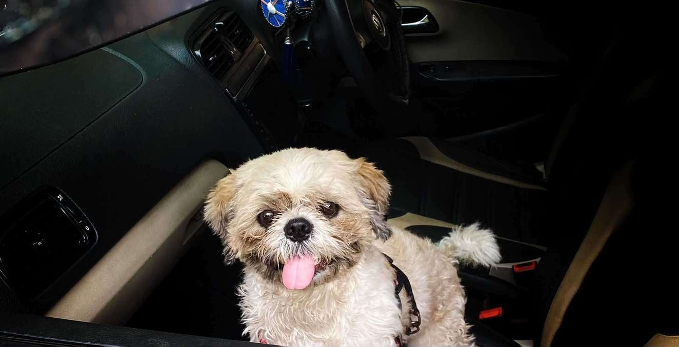 Shih Tzu Dogs For Mating In Chennai