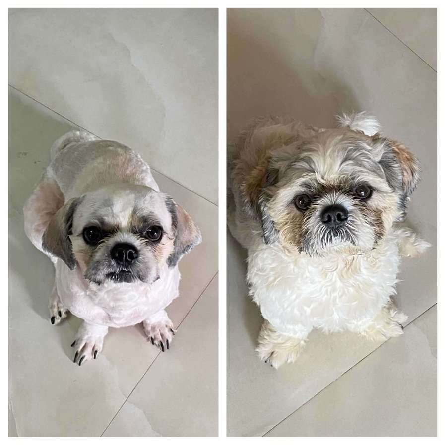 Shih Tzu Dogs For Mating In Chennai