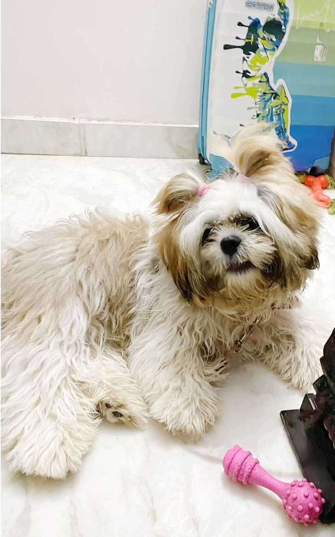 Shih Tzu Dogs For Mating In Chennai