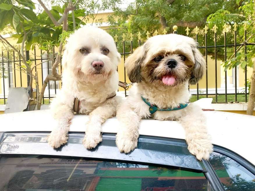 Shih Tzu Dogs For Mating In Chennai