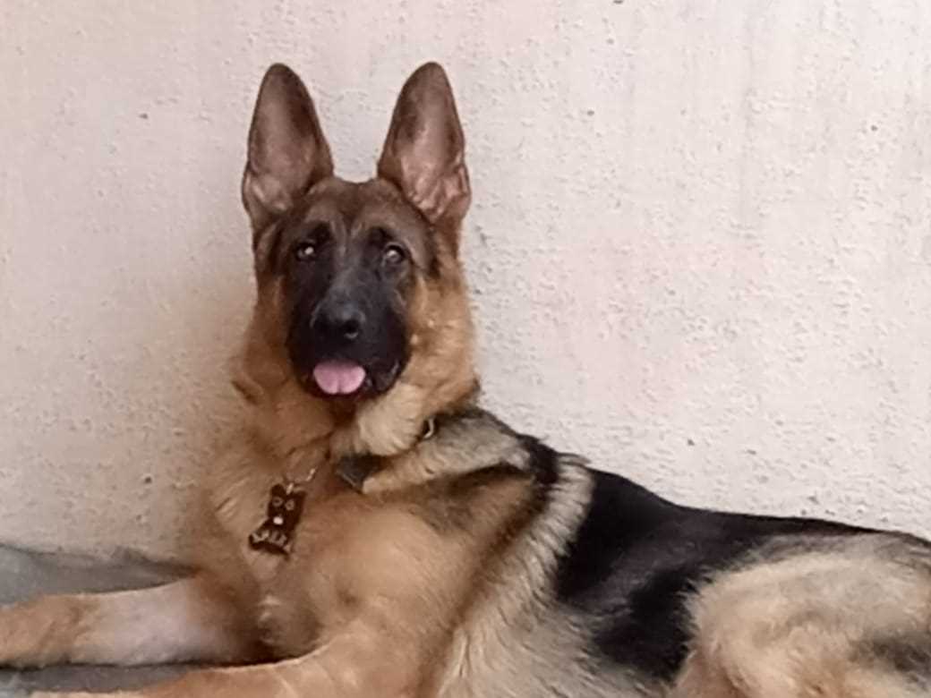German Shepherd Dogs For Mating In Bangalore