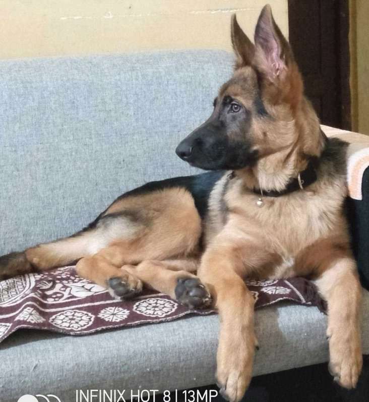 German Shepherd Dogs For Mating In Bangalore
