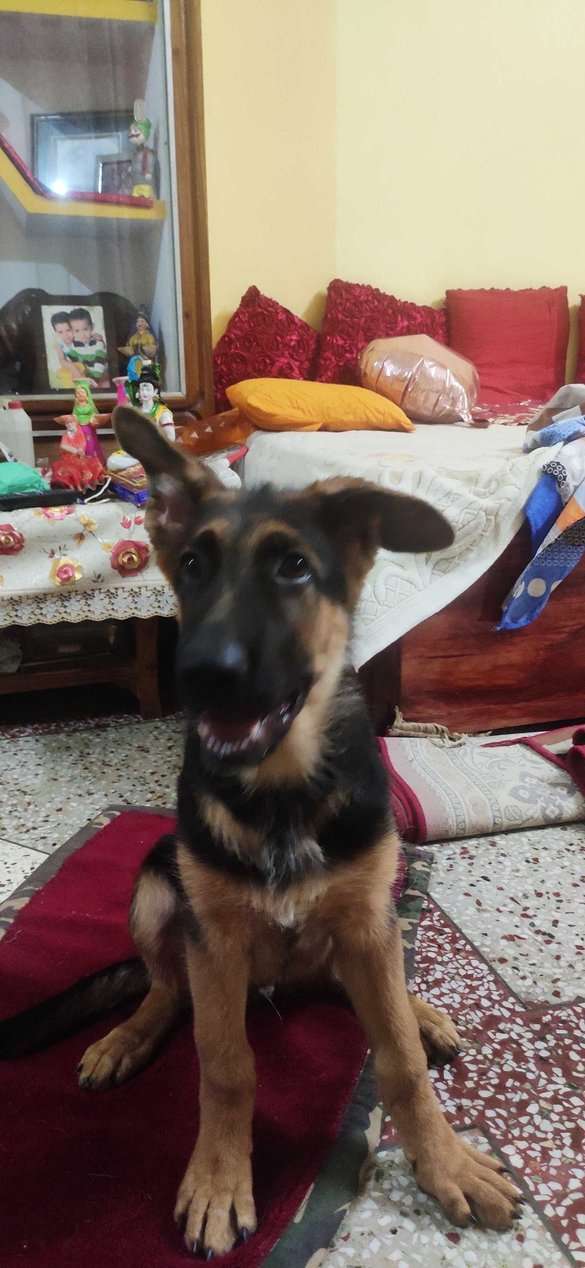 German Shepherd For Adoption In Chhindwara