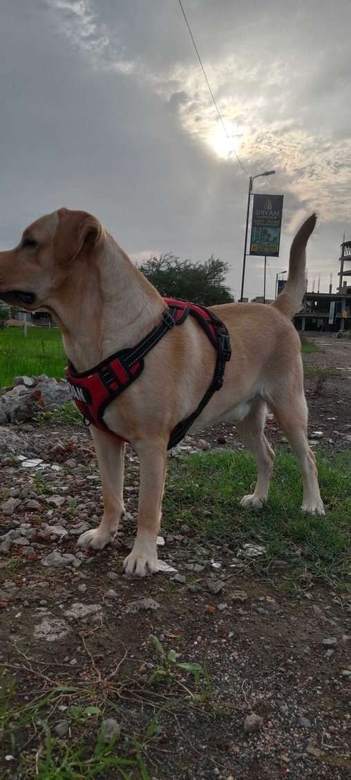 Labrador Retriever Dogs For Mating In Vadodara